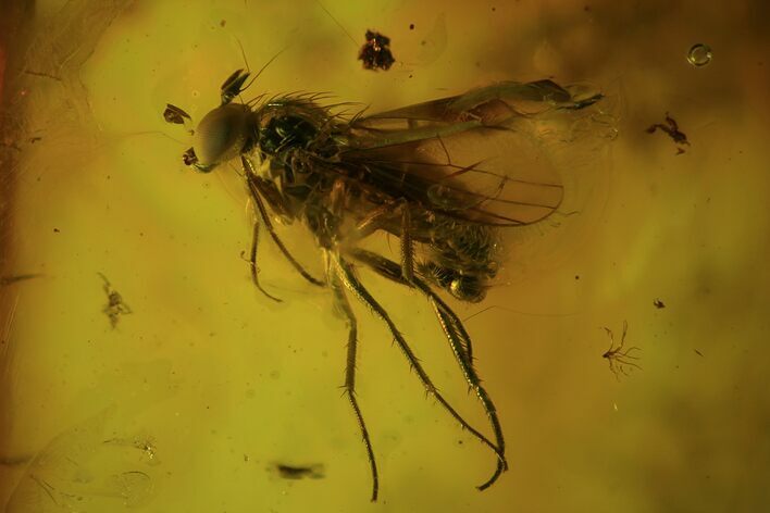 Detailed Fossil Flies (Diptera) In Baltic Amber #81807